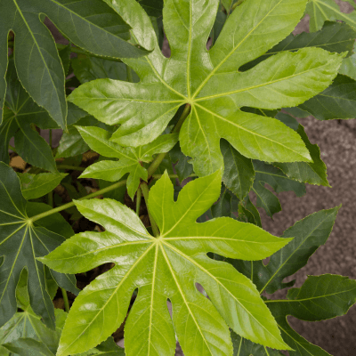 Aralia