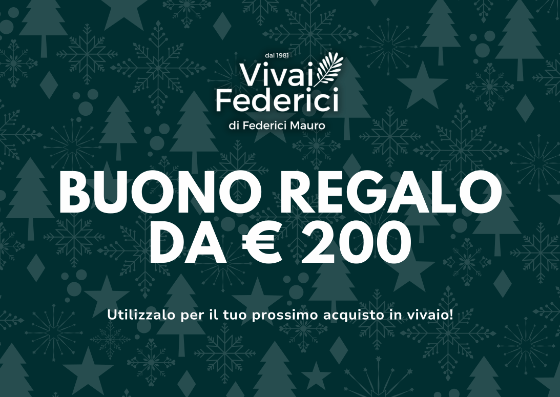 Buono Regalo Natale 2025