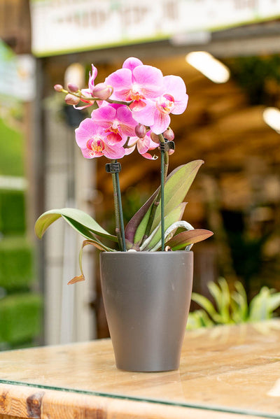 Vaso Orchidea Scheurich 620 ORCHID-POT Ø15