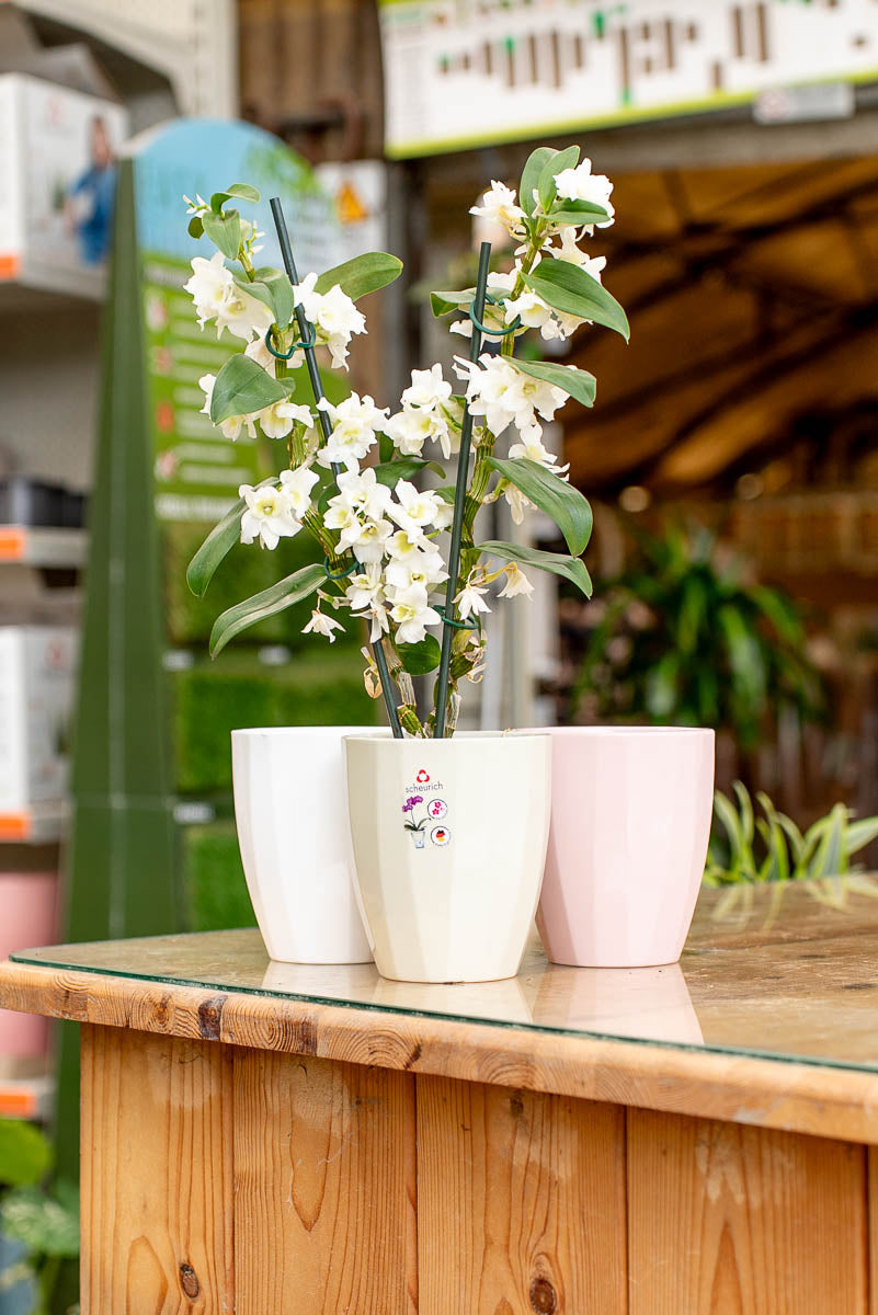 Vaso Orchidea Scheurich 639 POT Ø14