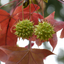 Liquidambar