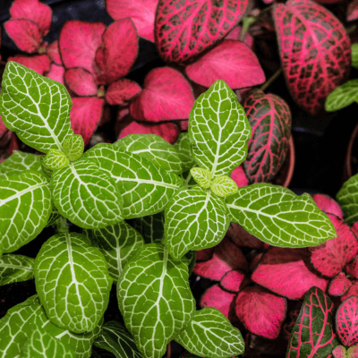 Fittonia