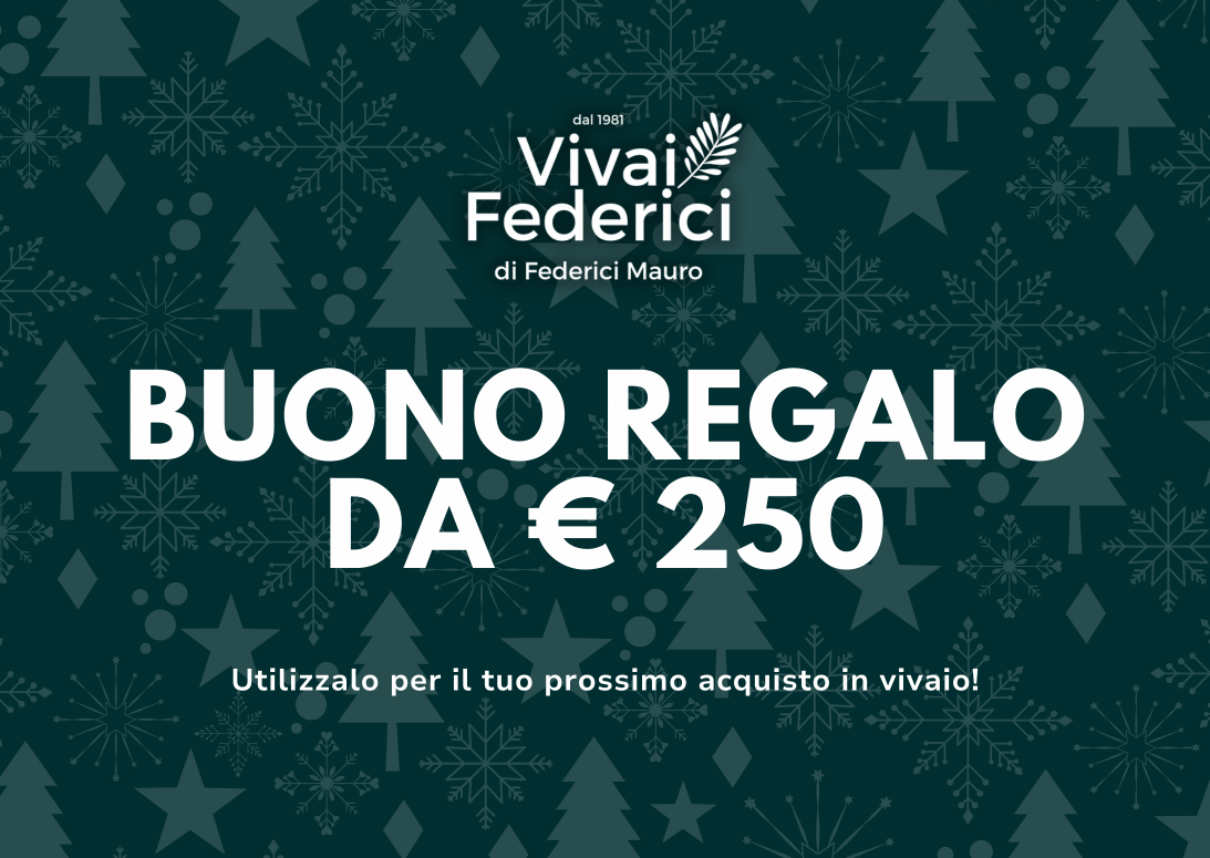 Buono Regalo Natale 2025