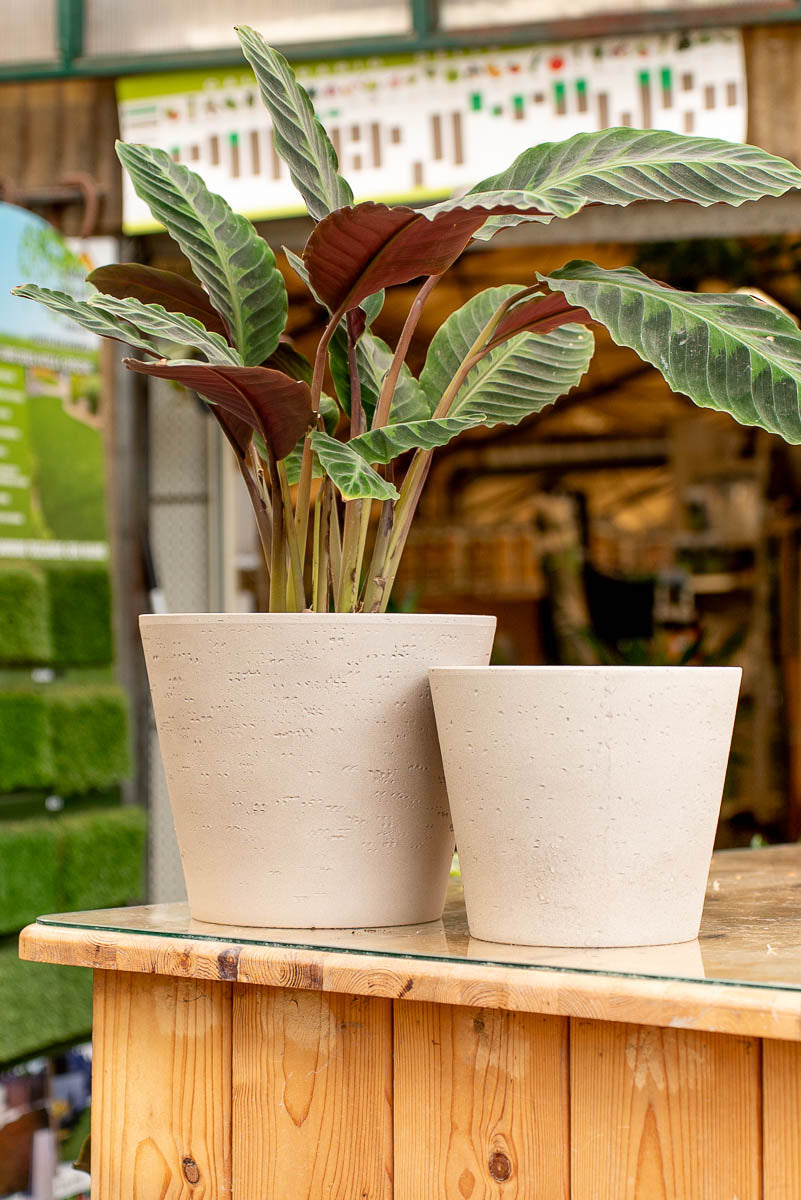 Coprivaso Scheurich 701 TAUPE STONE