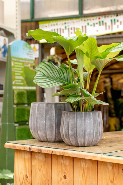 Coprivaso Scheurich 784 COVER-POT