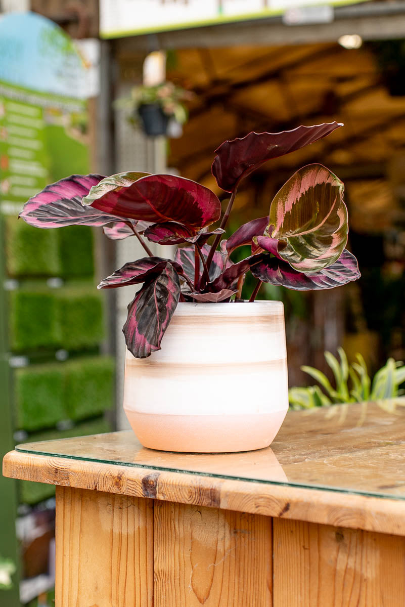 Coprivaso Scheurich 786 COVER-POT SUNSTONE Ø19