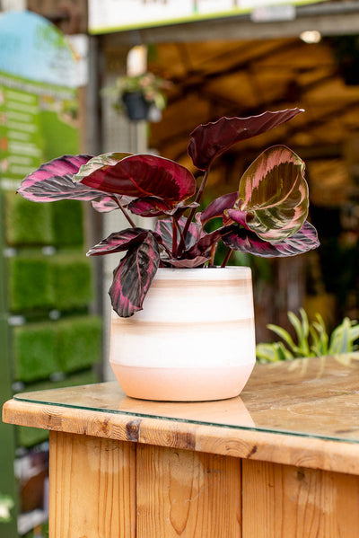 Coprivaso Scheurich 786 COVER-POT SUNSTONE Ø19