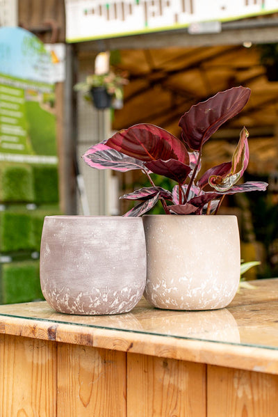 Coprivaso Scheurich 787 COVER-POT