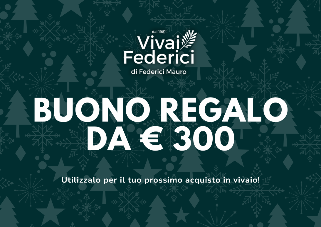 Buono Regalo Natale 2025