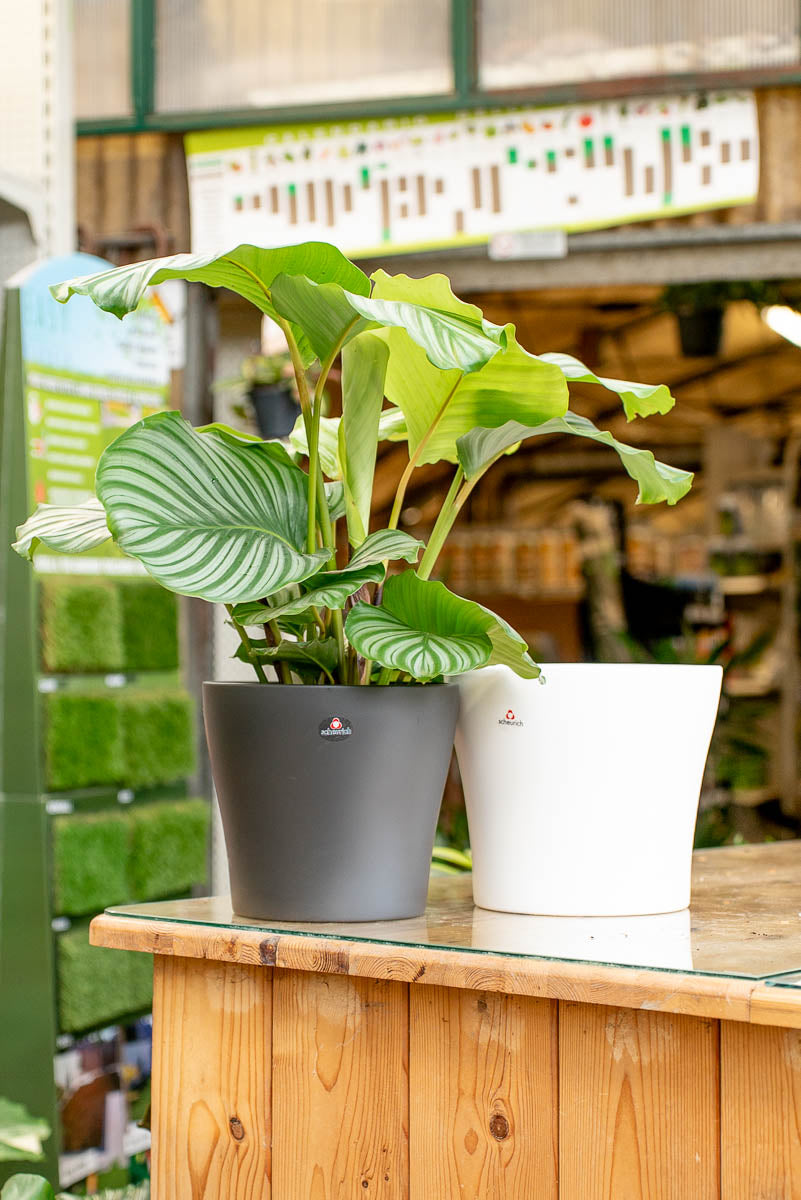 Coprivaso Scheurich 808 POT