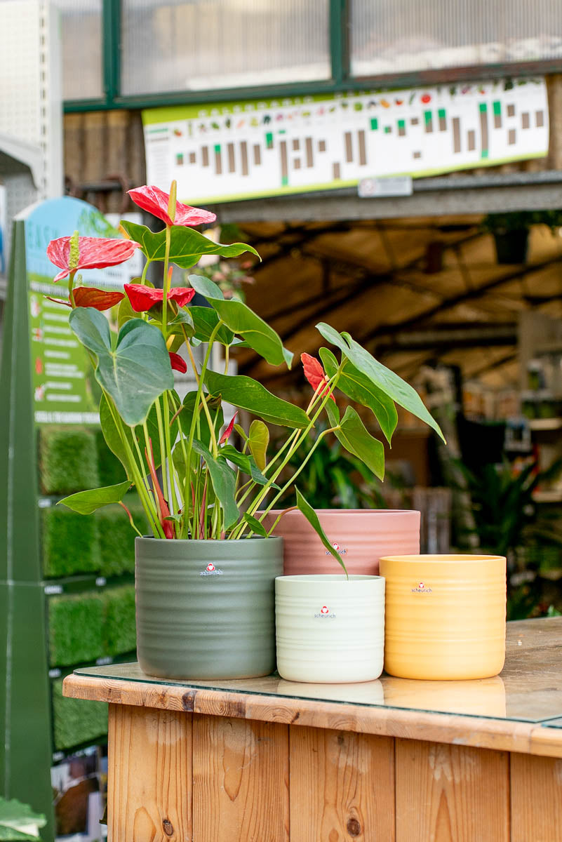 Coprivaso Scheurich 850 COVER-POT