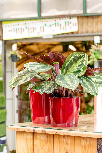 Coprivaso Scheurich 883 POT