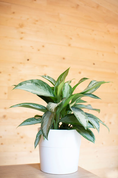 Aglaonema Silverbay