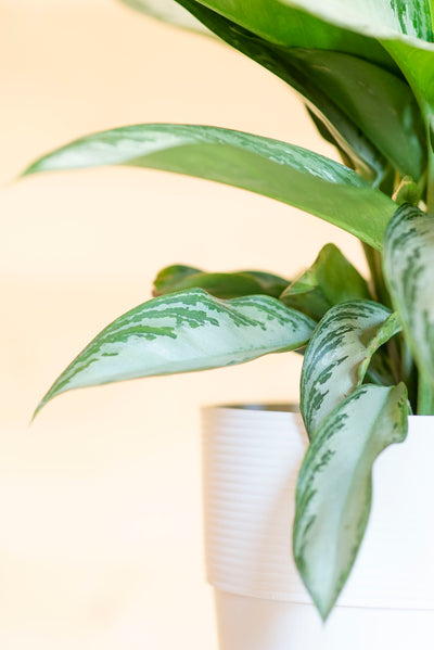 Aglaonema Silverbay