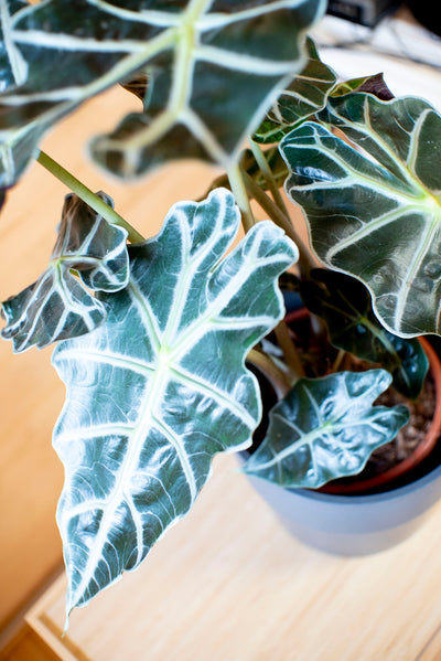 Alocasia Polly