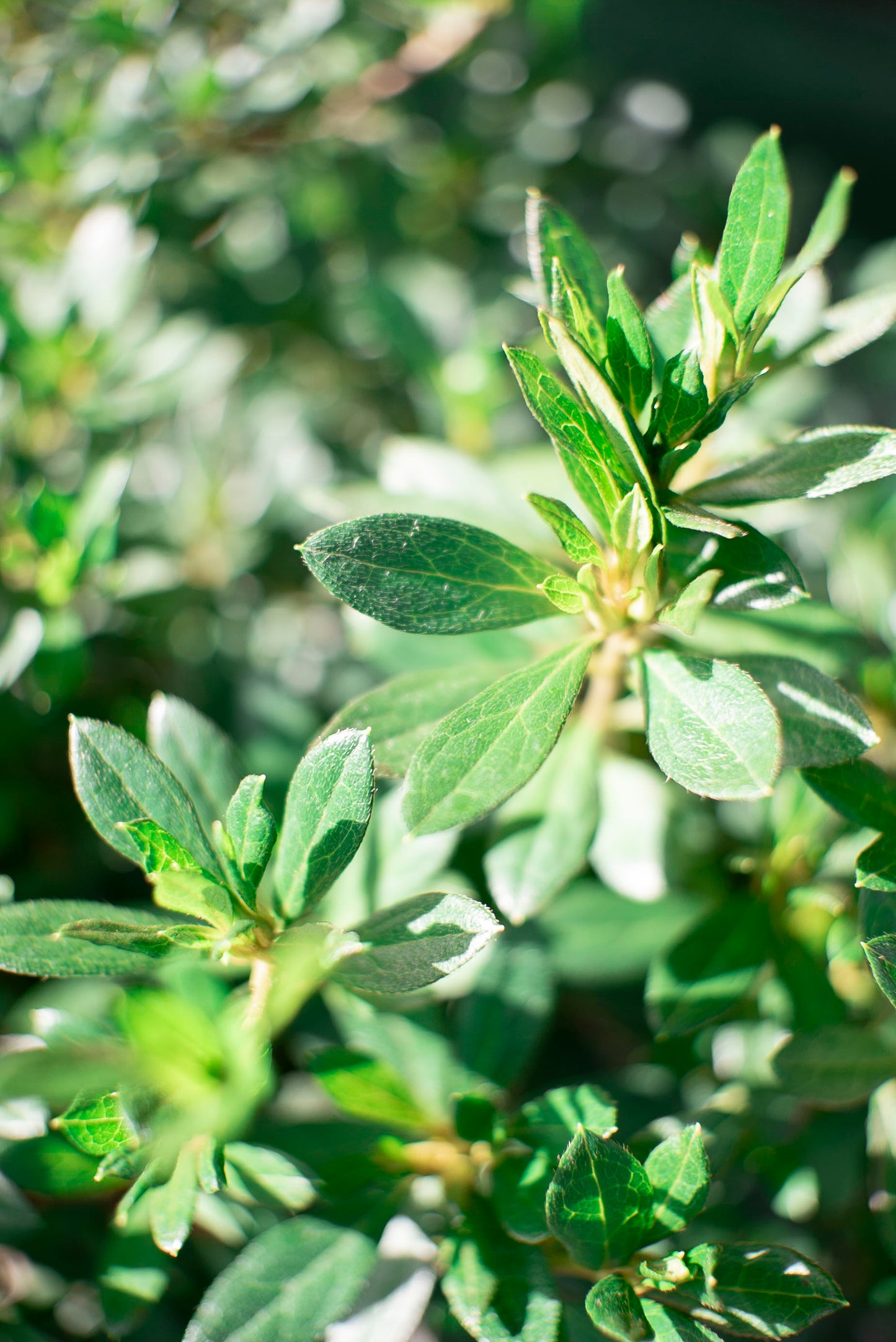 Azalea Japonica