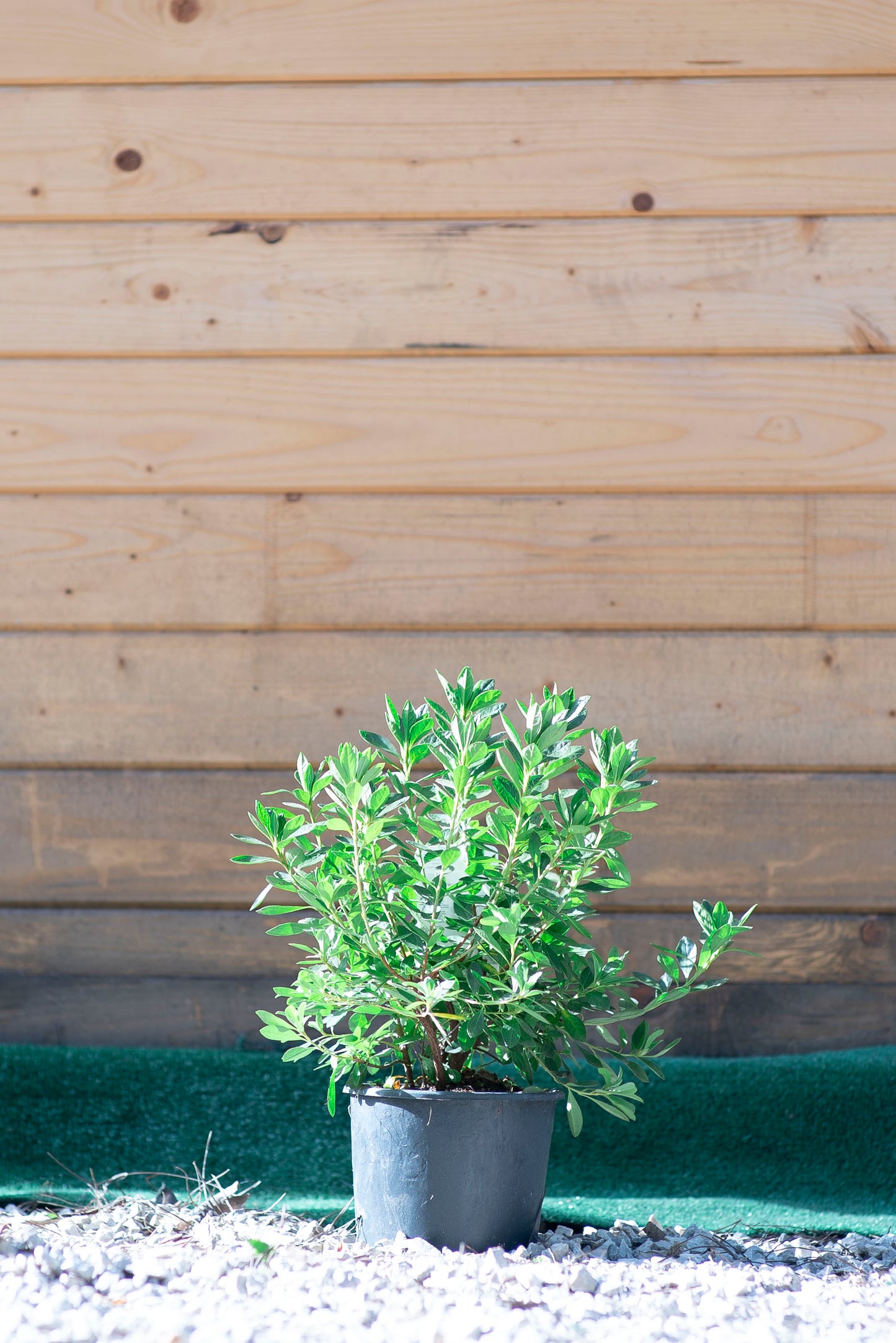 Azalea Japonica