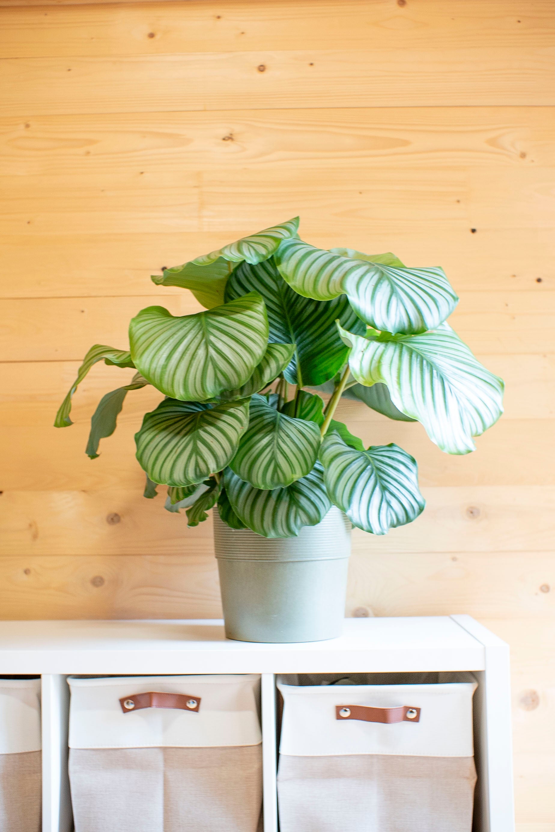 Calathea Orbifolia