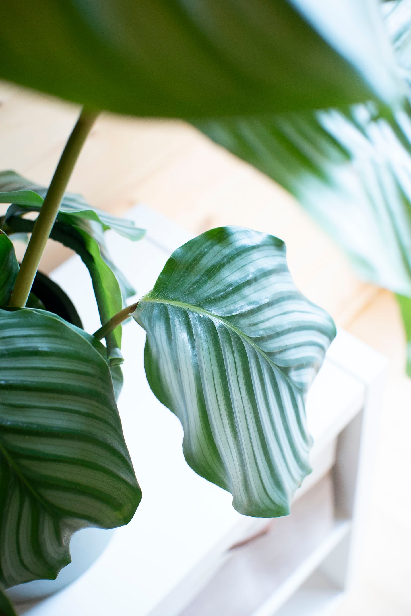 Calathea orbifolia