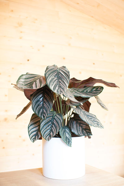 Calathea Sanderiana