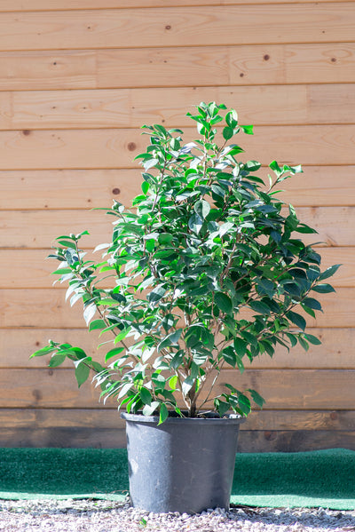 Camelia Japonica