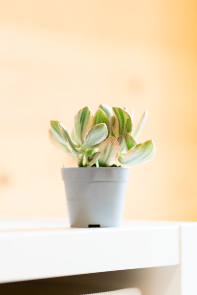 Crassula Money Maker f. variegata