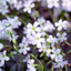 Oxalis Triangolaris