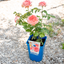 Rosa Marie Caroline