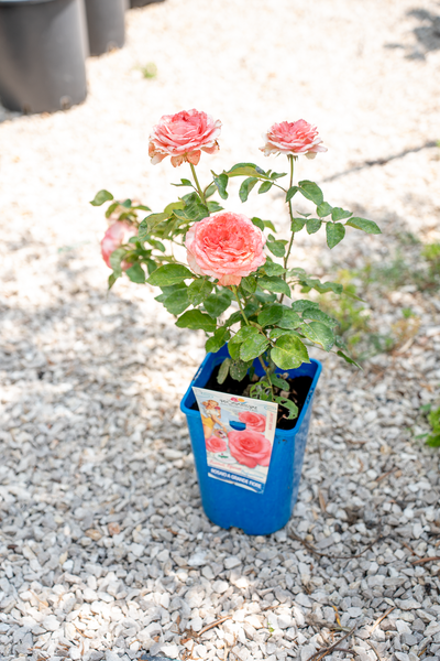 Rosa Marie Caroline