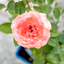 Rosa Marie Caroline
