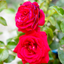 Rosa Grande Classe