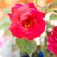 Rosa Grande Classe
