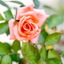 Rosa Anne Vanderlove
