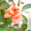Rosa Anne Vanderlove