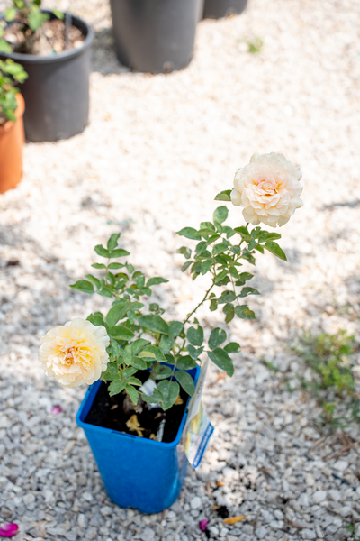 Rosa Golden Silk
