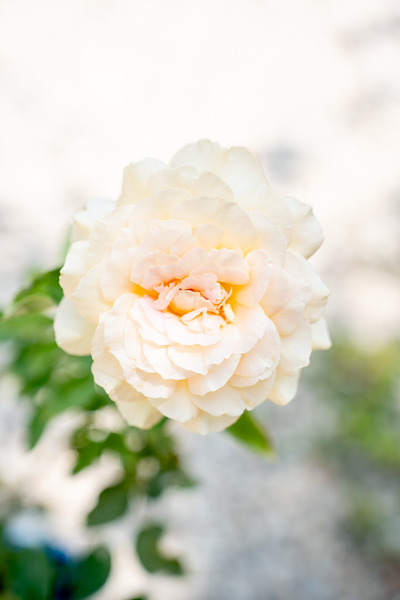 Rosa Golden Silk