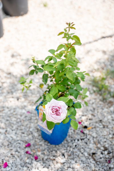 Rosa The Pride
