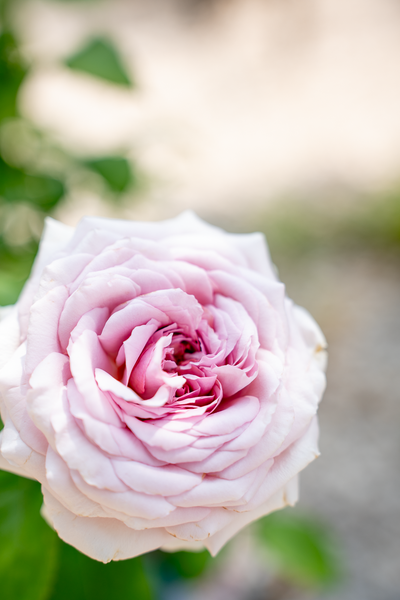 Rosa The Pride