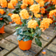 Crossandra