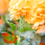 Crossandra