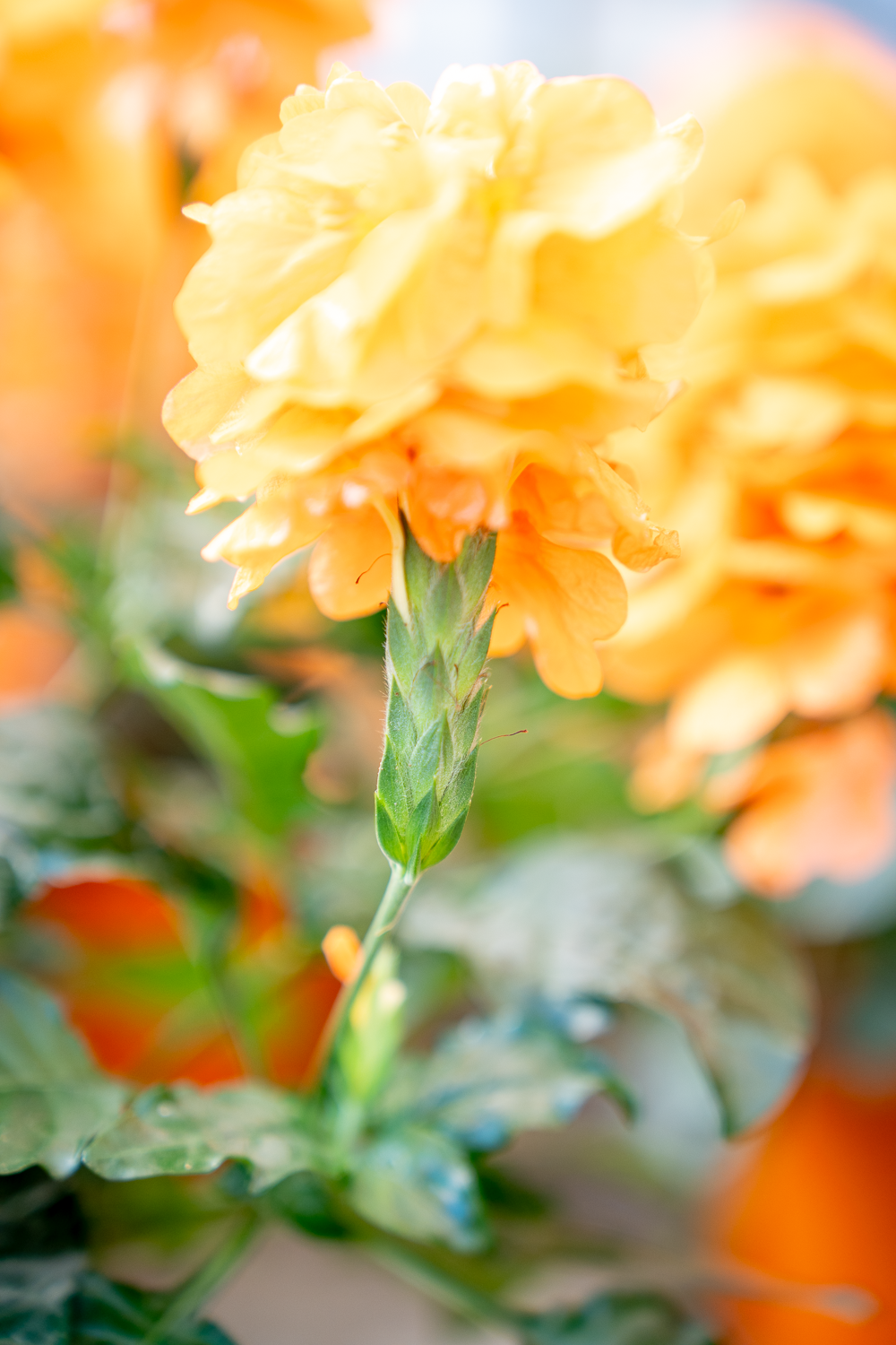 Crossandra