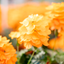 Crossandra