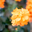 Crossandra