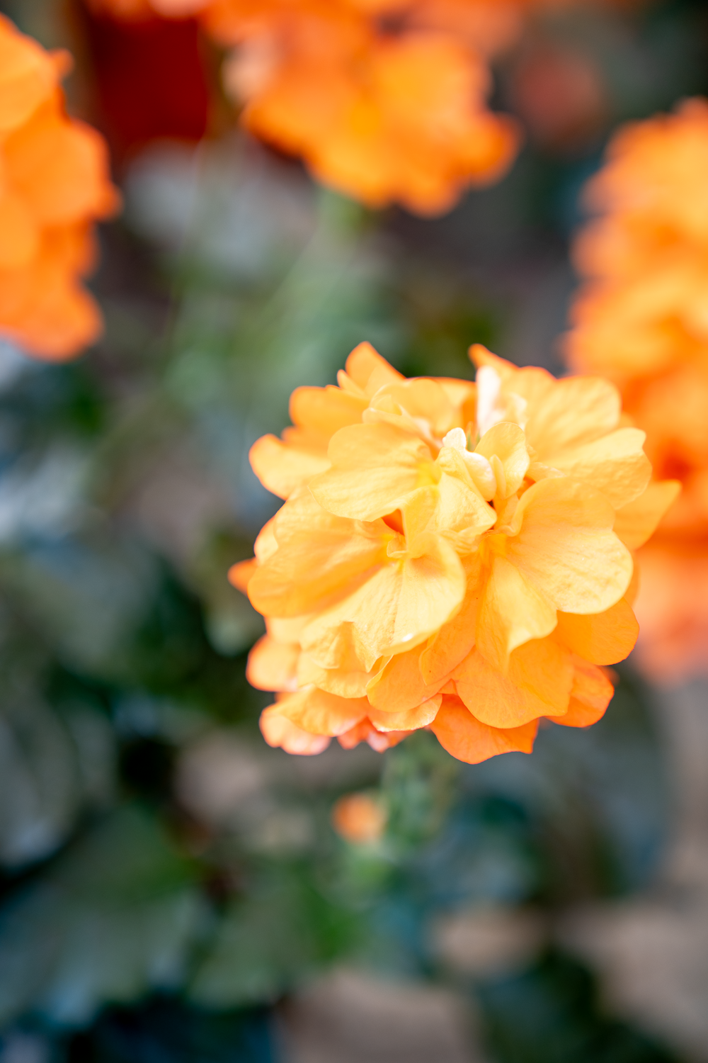 Crossandra