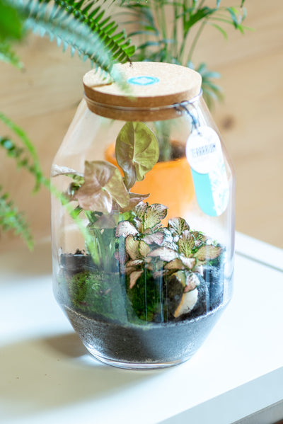 Terrarium botte