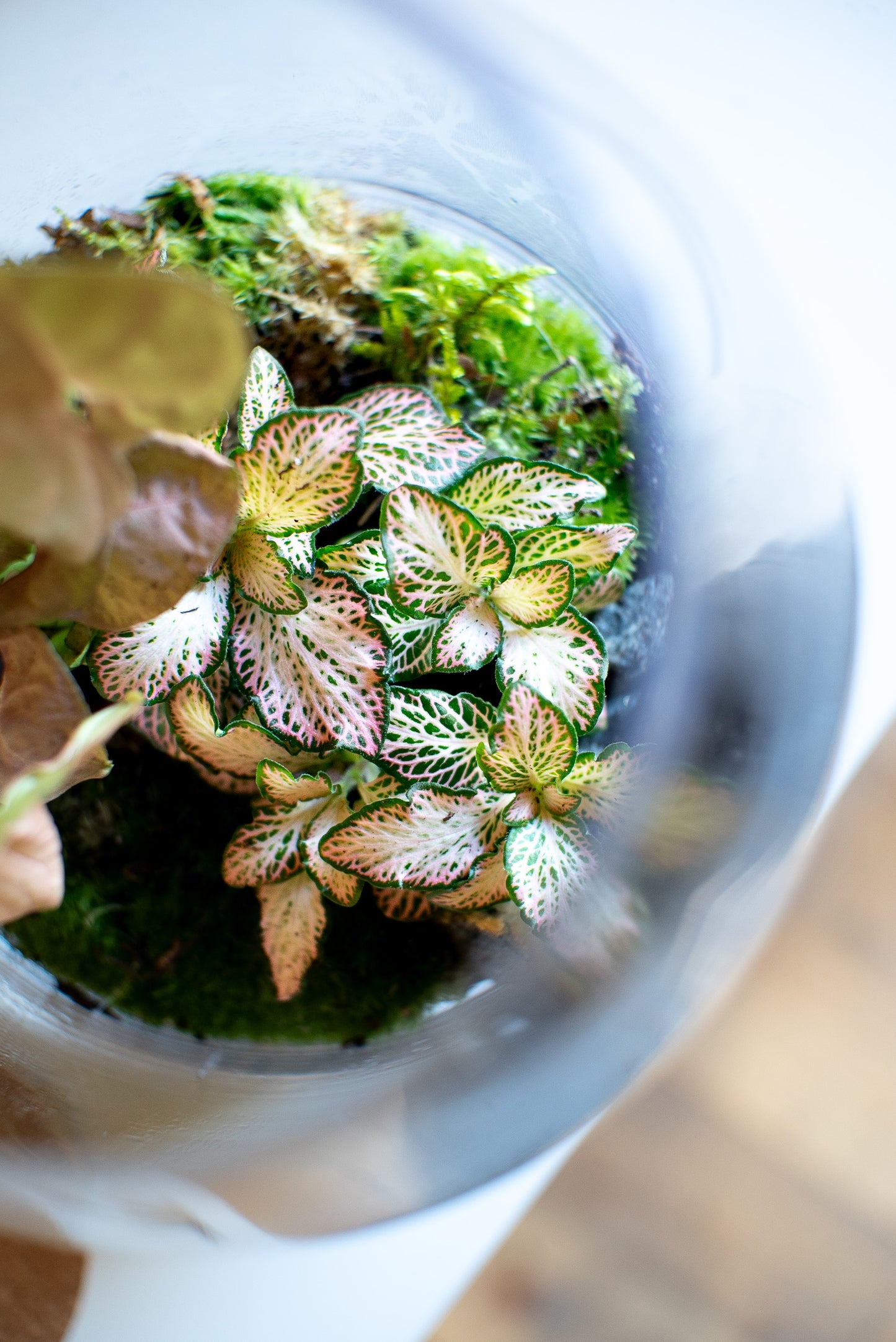 Terrarium botte