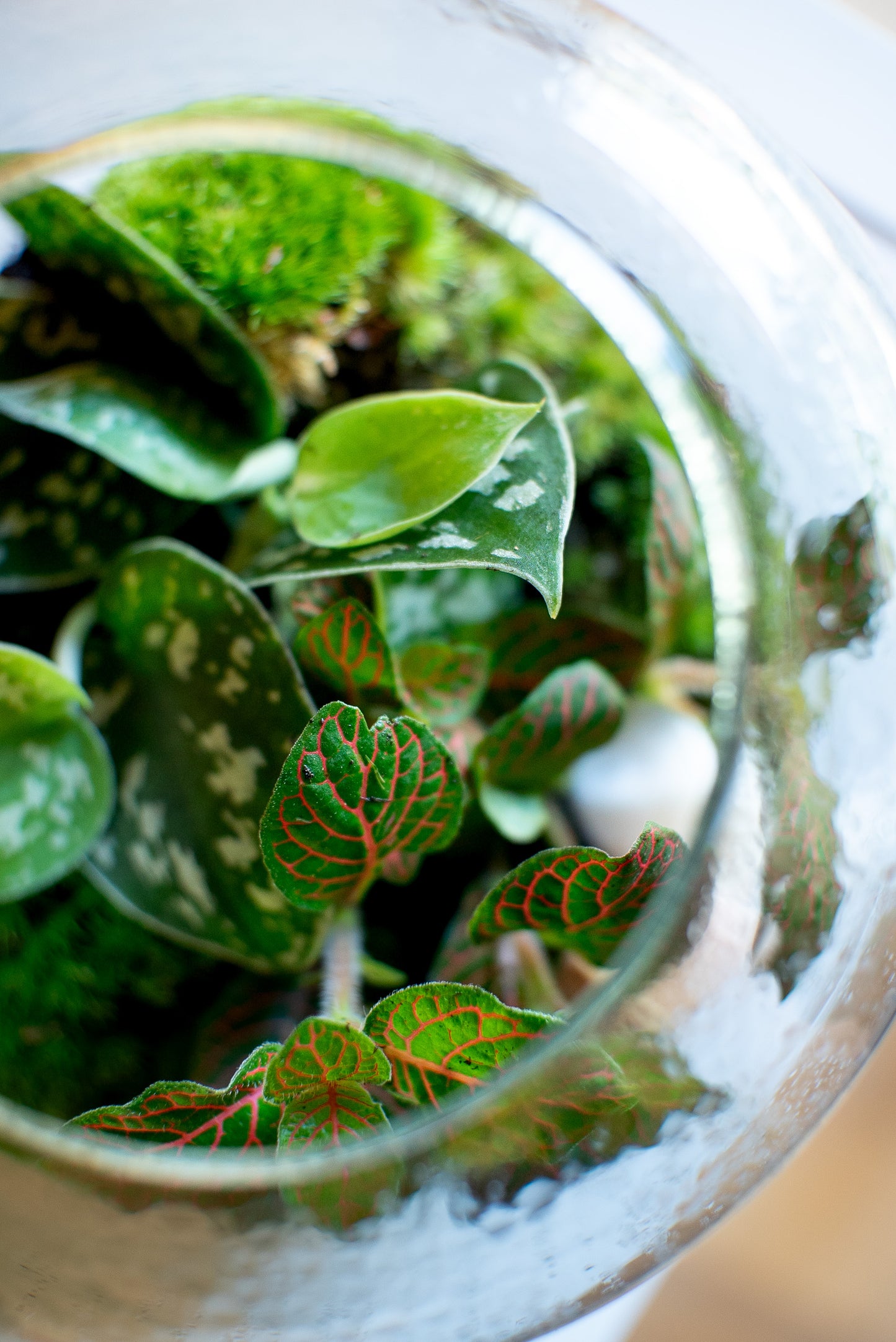 Terrarium botte