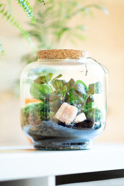 Terrarium lanterna