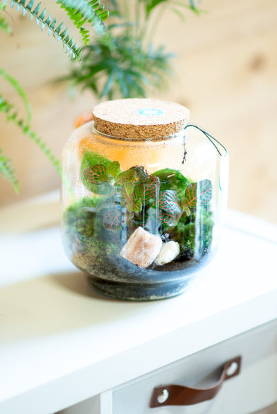 Terrarium lanterna