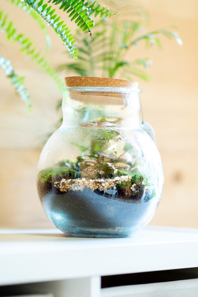 Terrarium brocca